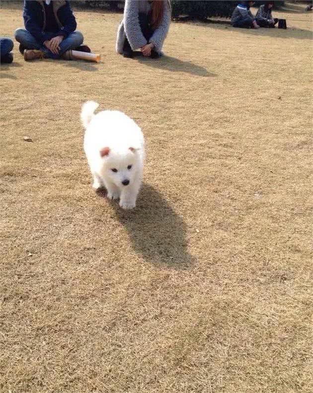 如何给狗狗补钙?