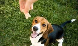 不打不骂教导狗狗，正向训练虽然有效，但主人要做对细节