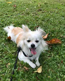 幼犬带回家主人要精心呵护小狗狗成长需要注意什么