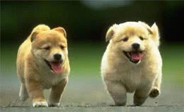 训宠小课堂第001期：训犬的好处有哪些