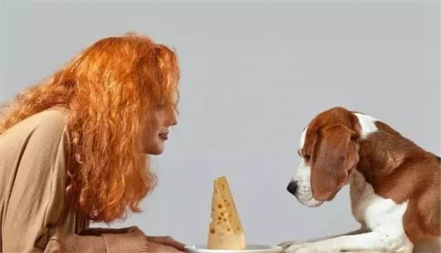 怎么判别犬粮的好与坏?