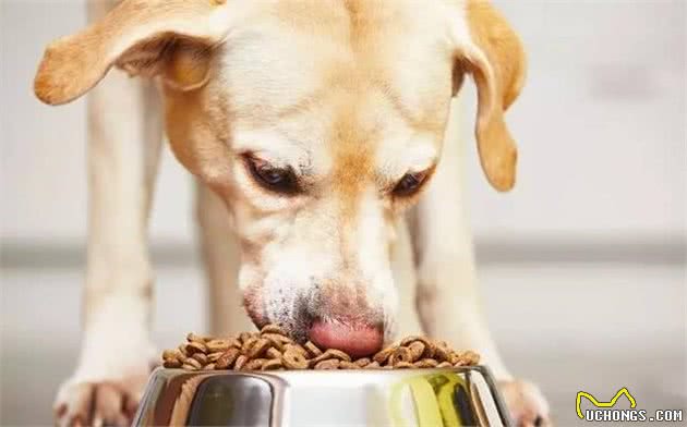 怎么判别犬粮的好与坏?