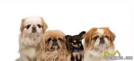 怎么判别犬粮的好与坏?