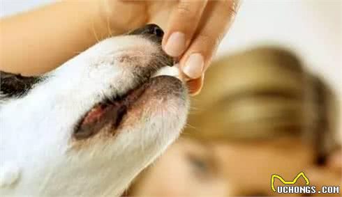 怎么判别犬粮的好与坏?