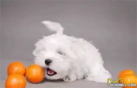怎么判别犬粮的好与坏?