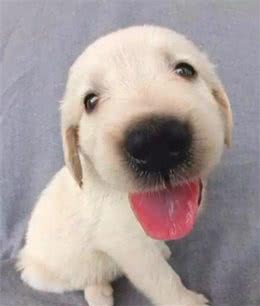 狗狗坐车的注意事项！铲屎官！你知道吗！