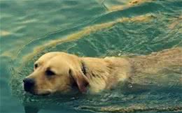 如何教狗狗游泳？