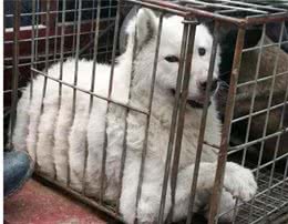 形形色色的狗狗，在乡村卖犬市场，便宜到论斤卖！
