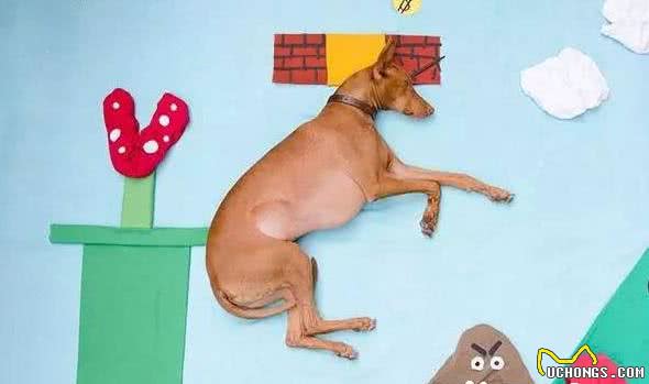 法老王猎犬速度多少没有专人测试总之十分快