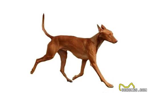 法老王猎犬速度多少没有专人测试总之十分快