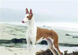 法老王猎犬速度多少没有专人测试总之十分快