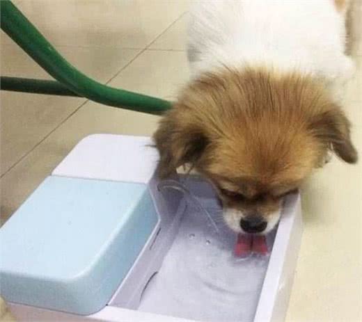 狗狗突然喝很多水，这是为什么？可能在提醒你是疾病的征兆