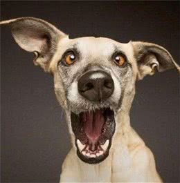 狗狗最害怕的5件事，铲屎官都知道了吗？