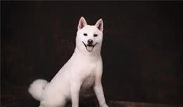 狗狗的行为你了解多少，从行为入手，让你更了解你爱犬
