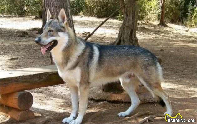 体内有狼的基因的5种狼犬，能力和智商出色，第五种能跟德牧犬抗衡