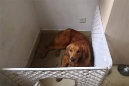 狗的疫苗免疫程序