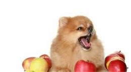 完整版犬不能吃的东西各位宠主收藏起来吧