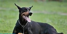 动物星球·世界名犬赏析—杜宾犬！