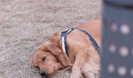 养狗狗的四大“误区”？狗子只会越来越不爱你，你中招了吗？