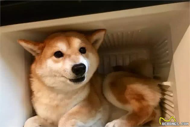秋冬季节，你必须知道的柴犬毛发护理知识