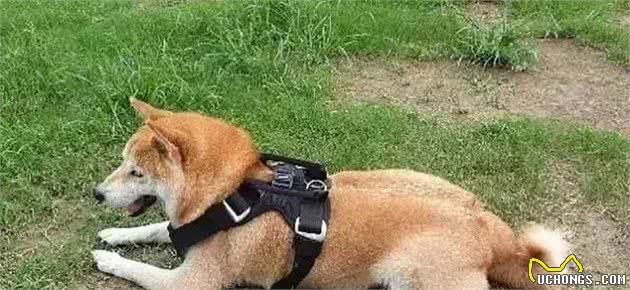 秋冬季节，你必须知道的柴犬毛发护理知识