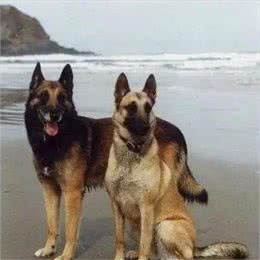 比利时警犬发展史