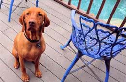 维兹拉犬登上屋顶最高点迎接爸比回家，吓得邻居按门铃“告状”！