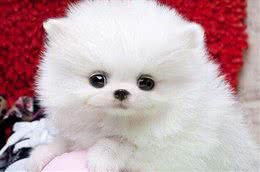 选狗时，要注意这6点，别傻乎乎地被骗了！