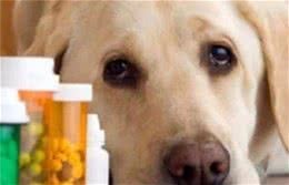 狗狗讨厌吃药，看到药就躲？那就教你6个喂药技巧