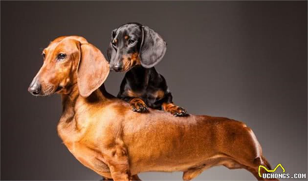 这几种小型犬的优缺陷,送给那些想养还没养的人吧