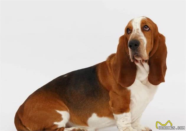 这几种小型犬的优缺陷,送给那些想养还没养的人吧