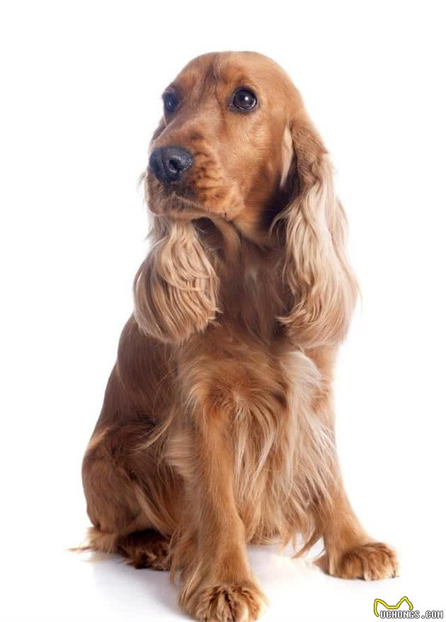 这几种小型犬的优缺陷,送给那些想养还没养的人吧