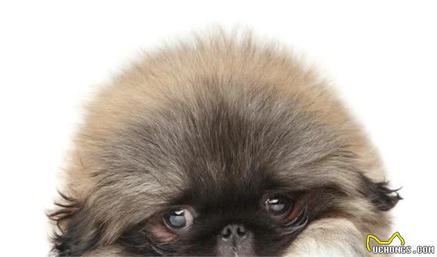 这几种小型犬的优缺陷,送给那些想养还没养的人吧