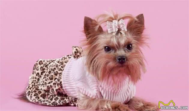 这几种小型犬的优缺陷,送给那些想养还没养的人吧