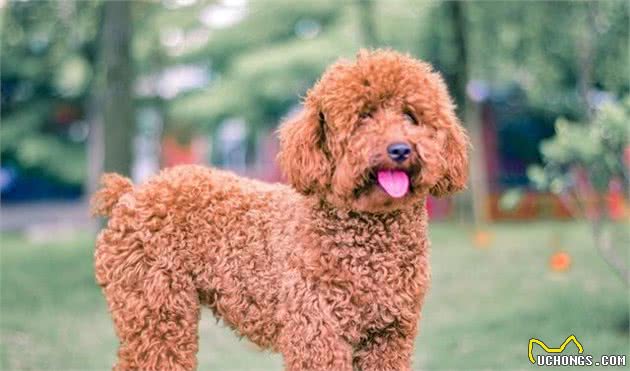这几种小型犬的优缺陷,送给那些想养还没养的人吧