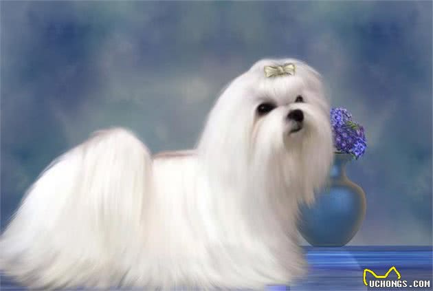 这几种小型犬的优缺陷,送给那些想养还没养的人吧