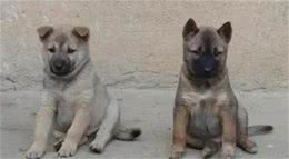 土狗没什么不好，只是…输在了面子上