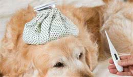 天气多变，怎么判别狗狗是不是发烧了？