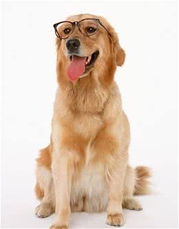 自己家狗狗总盯着你看的小心思你都知道吗？快一起来看看吧