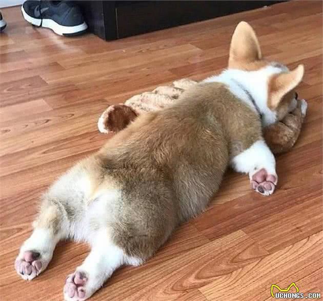 柯基犬要怎么养？正确饲养柯基犬的方法