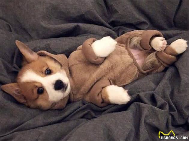 柯基犬要怎么养？正确饲养柯基犬的方法