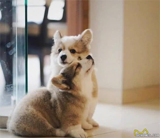 柯基犬要怎么养？正确饲养柯基犬的方法