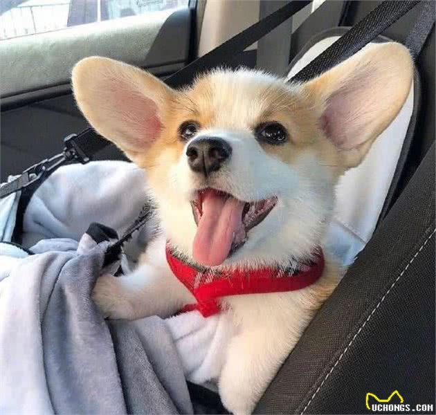 柯基犬要怎么养？正确饲养柯基犬的方法