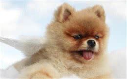 博美犬生活训练四指南让它们养成良好的生活习性