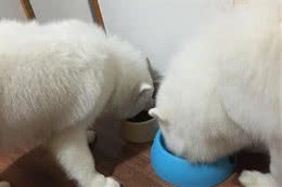 萨摩耶犬软糖趴着不动紧盯海鲜，一脸盼望虾掉到嘴里，妈妈：吃很多