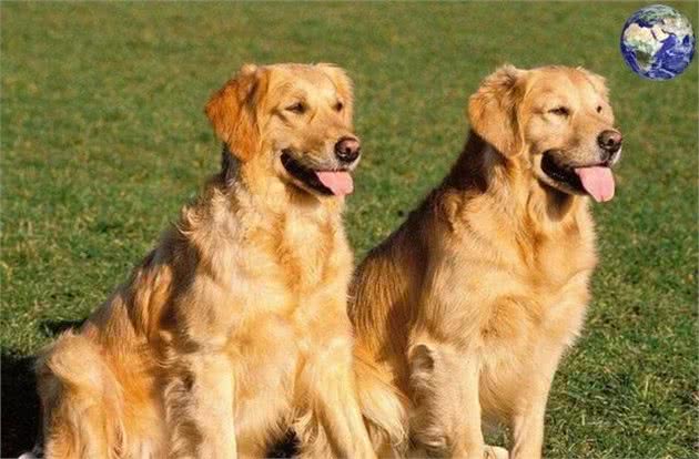 狗中暖男金毛寻回犬,当今网络界最红的宠物网红