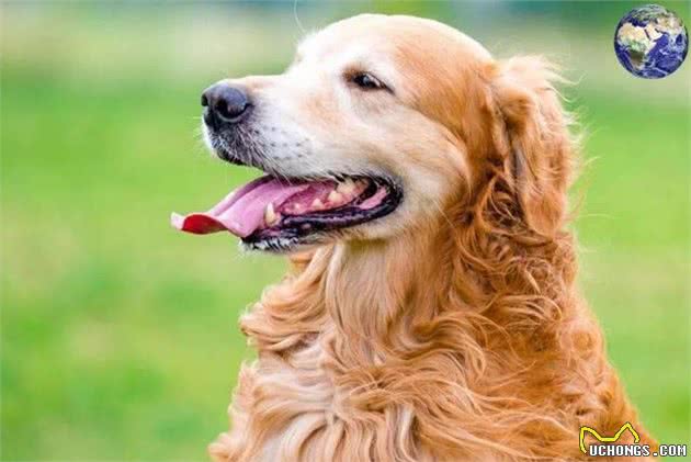 狗中暖男金毛寻回犬,当今网络界最红的宠物网红