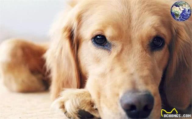 狗中暖男金毛寻回犬,当今网络界最红的宠物网红