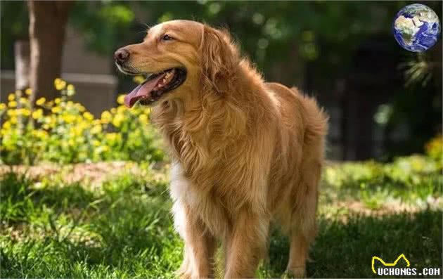 狗中暖男金毛寻回犬,当今网络界最红的宠物网红