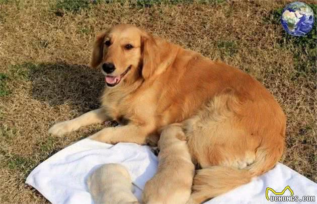 狗中暖男金毛寻回犬,当今网络界最红的宠物网红